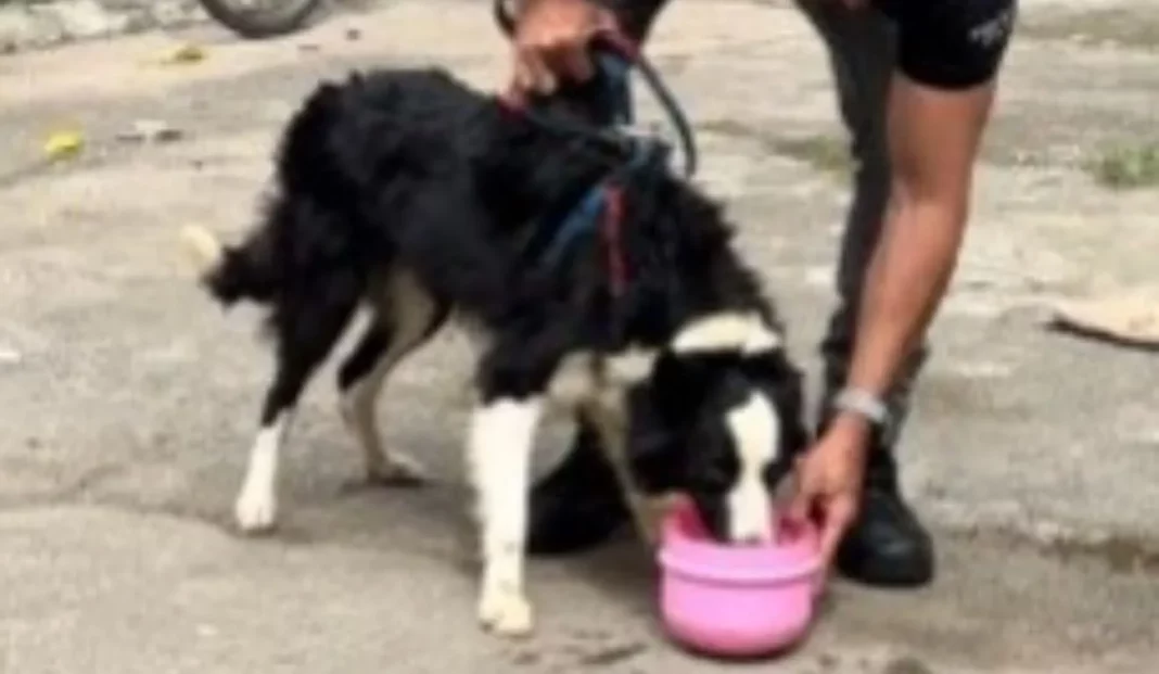 Border collie resgatado de maus-tratos