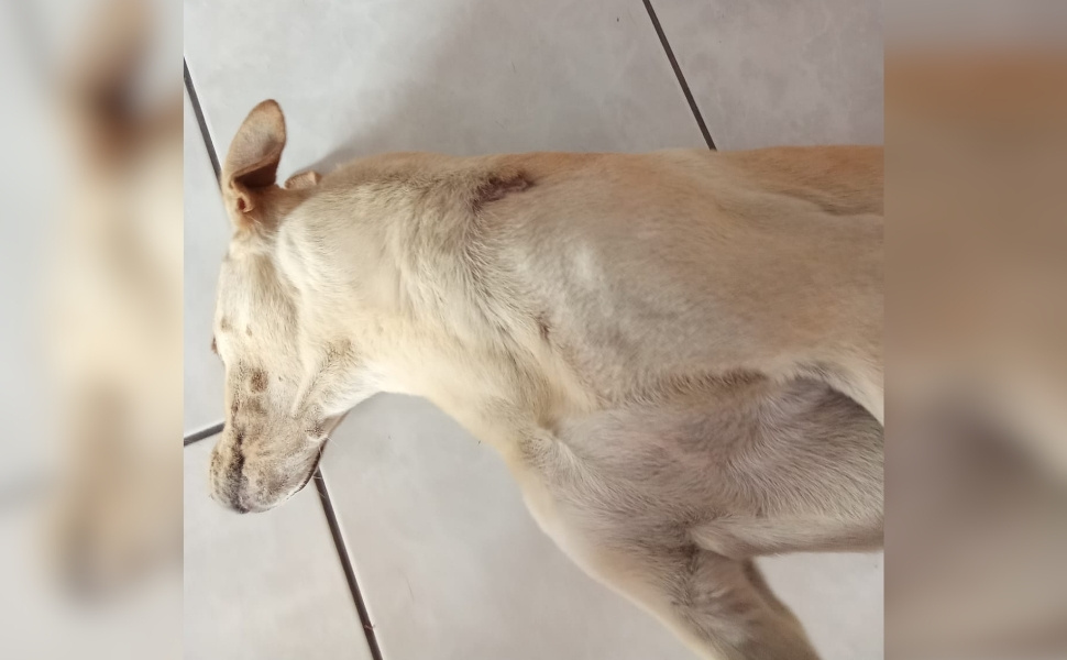 Imagem ilustrativa da imagem Tutor incentivou seu cachorro a atacar cão comunitário, diz Polícia