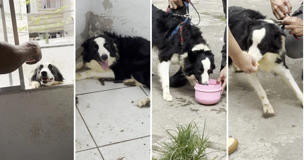 Border collie resgatado após maus-tratos em Vila Velha