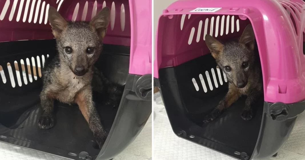 Cachorro-do-mato é resgatado na Serra