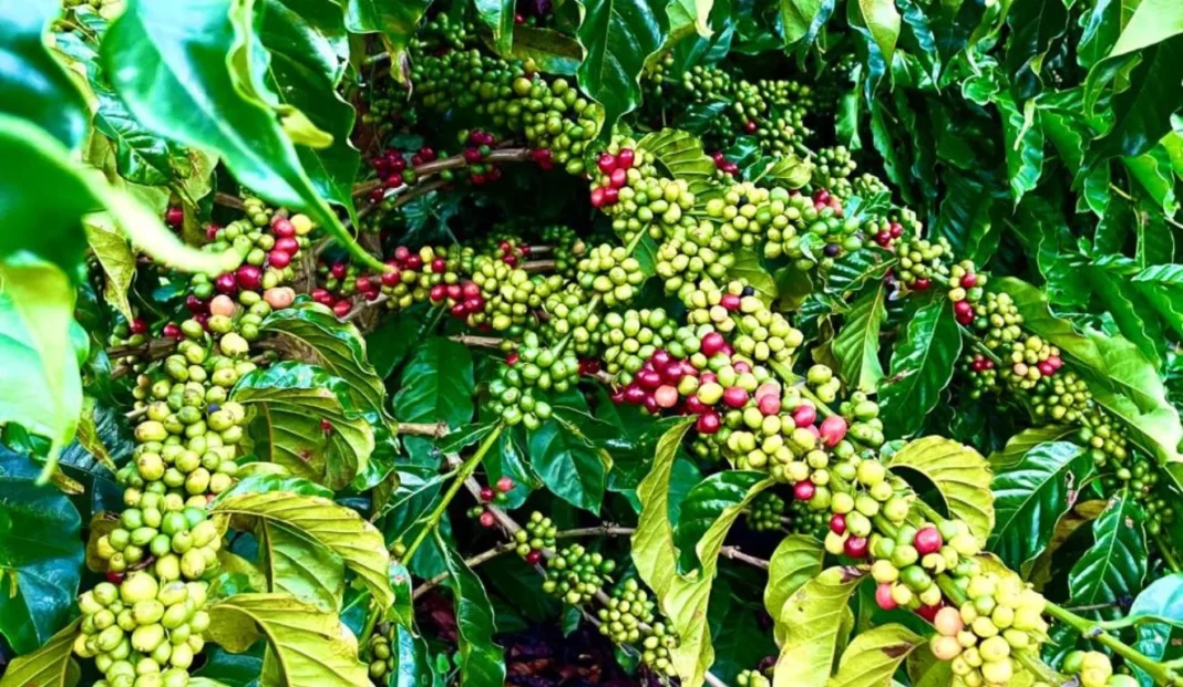Crescimento de 18,2% na produção de café no Espírito Santo, segundo Conab