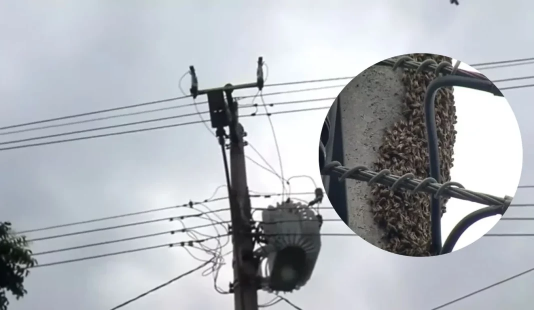 Enxame de abelhas causa preocupação em bairro de Cariacica