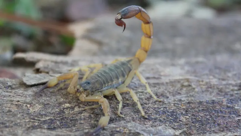 Guarapari alerta para aparecimento de escorpiões próximos das casas