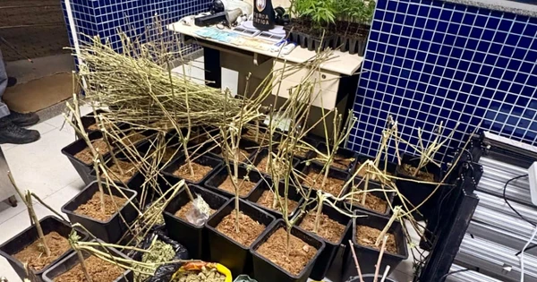 Homem é preso por cultivar maconha em casa em Vila Velha
