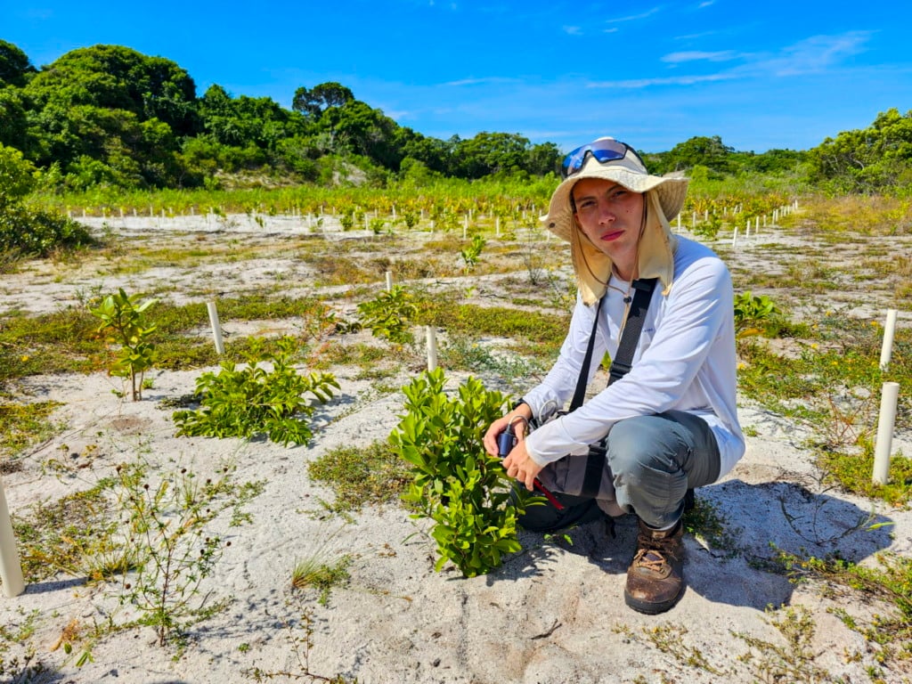 Vista da vegetação em regeneração, representando o esforço coletivo para restaurar o ecossistema da restinga