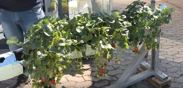 Sistema semi-hidropônico de plantio. Calhas suspensas preenchidas com substrato e irrigadas por gotejamento