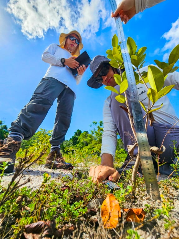 O pesquisador João Pedro Zanardo analisa a vegetação de restinga durante atividade científica