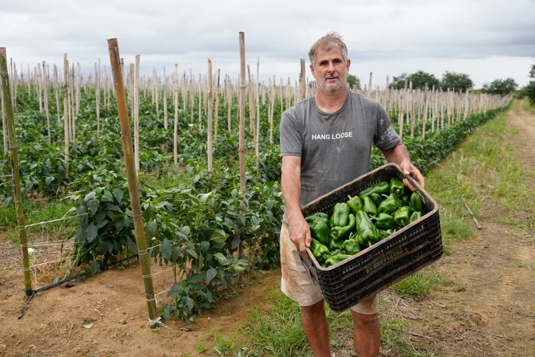 Pimentão, tomate e inhame cultivados em Vila Velha vão para todo o país